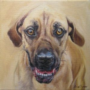 "Homeless Dog"