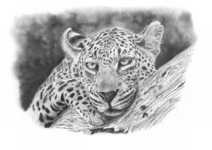 "Andre Macdonald - Shangwa Female"
