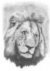 "Andre Macdonald - Mapogo Male Lion"