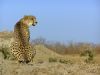 "Cheetah Stare"