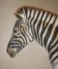 "Zebra Portrait"
