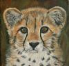 "Cheetah cub"