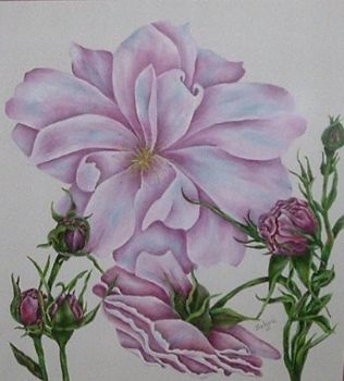 "Rosa"