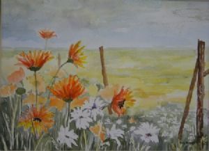 "Namaqualand Daisies"