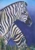 "Zebra"