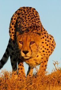 "Trevor Savage - Cheetah Pose"