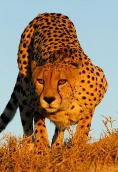 "Trevor Savage - Cheetah Pose"