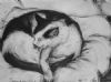 "Cat Sputnix"