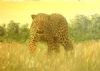 "Leopard"