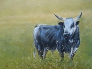 "Nguni bull"