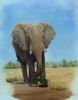 "Elephant Portrait"