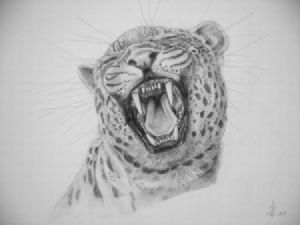 "laughing leopard"