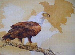 "Fish Eagle"