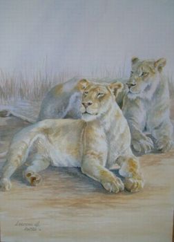 "Alerted lioness"