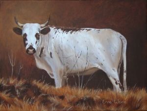 "Nguni 37"