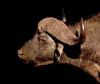 "Buffalo Portrait"