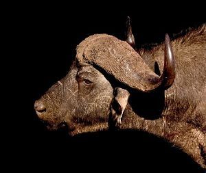 "Buffalo Portrait"