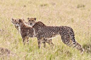 "Cheetahs"