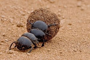 "Dung Beetles"