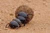 "Dung Beetles"