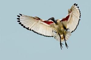 "Sacred Ibis"
