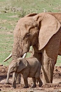 "Mom and Baby"