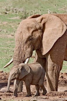 "Mom and Baby"