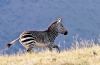 "Mountain Zebra Running"