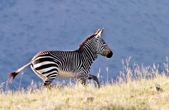 "Mountain Zebra Running"