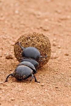 "Dung Beetles 2"