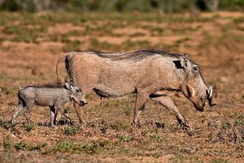 "Warthog and Baby"