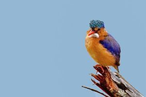 "Malachite Kingfisher"