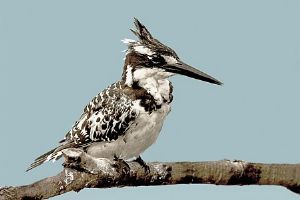 "Pied Kingfisher"