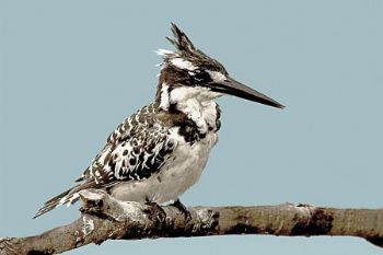 "Pied Kingfisher"