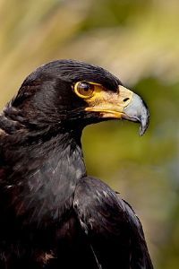 "Black Eagle"