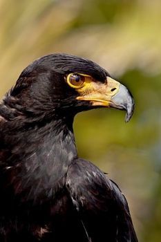 "Black Eagle"