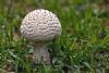 "Mushroom 2"