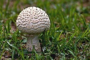 "Mushroom 2"