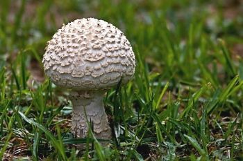 "Mushroom 2"