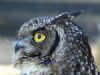 "Owl Portrait"