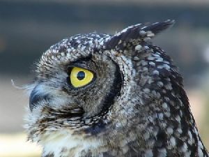 "Owl Portrait"