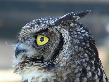 "Owl Portrait"
