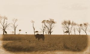 "Buffalo at Sunset"