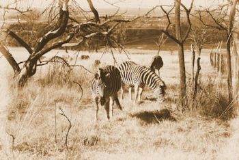"Zebra"