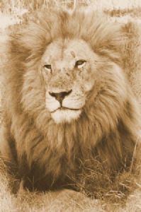 "Lion Pride"