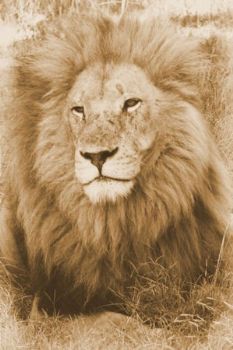 "Lion Pride"