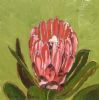 "Fynbos 53, Protea Compacta"