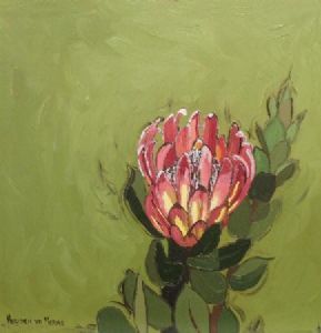 "Fynbos 50, Protea Compacta"