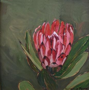 "Fynbos 49, Protea Compacta"