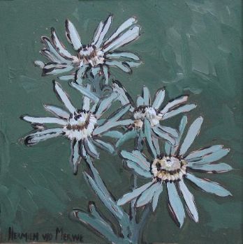 "Fynbos 74, Leucadendron Album"